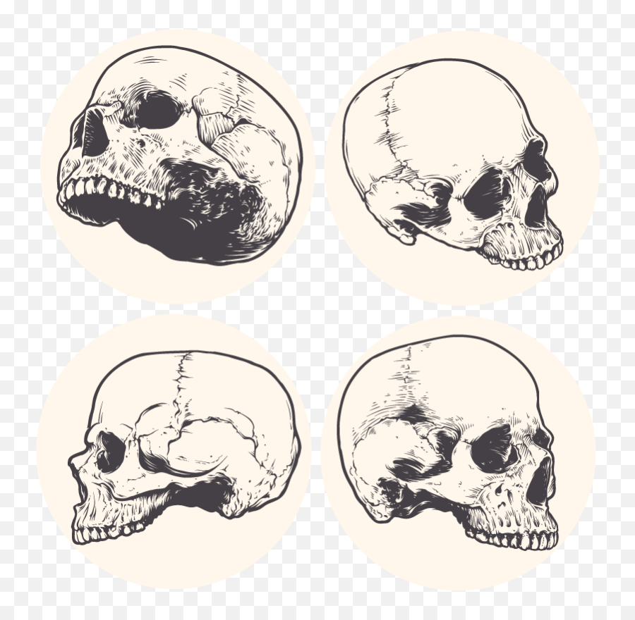 Skull Drawing Halloween Coaster - Tenstickers Vector Anatomical Skull Emoji,Witch Is Dead Emoji