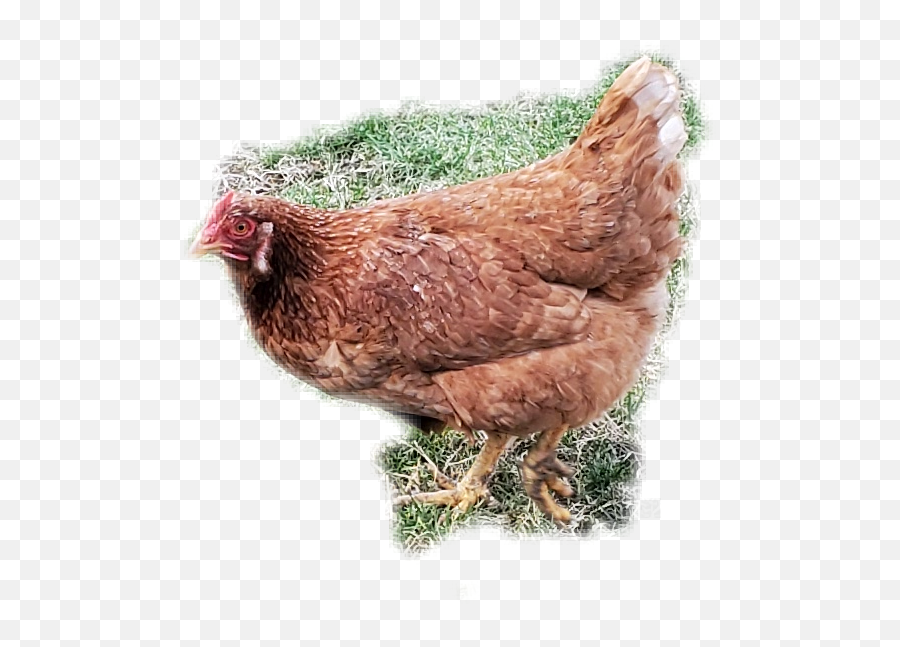 The Newest Rooster Stickers On Picsart - Rhode Island Red Emoji,Rooster Emoji