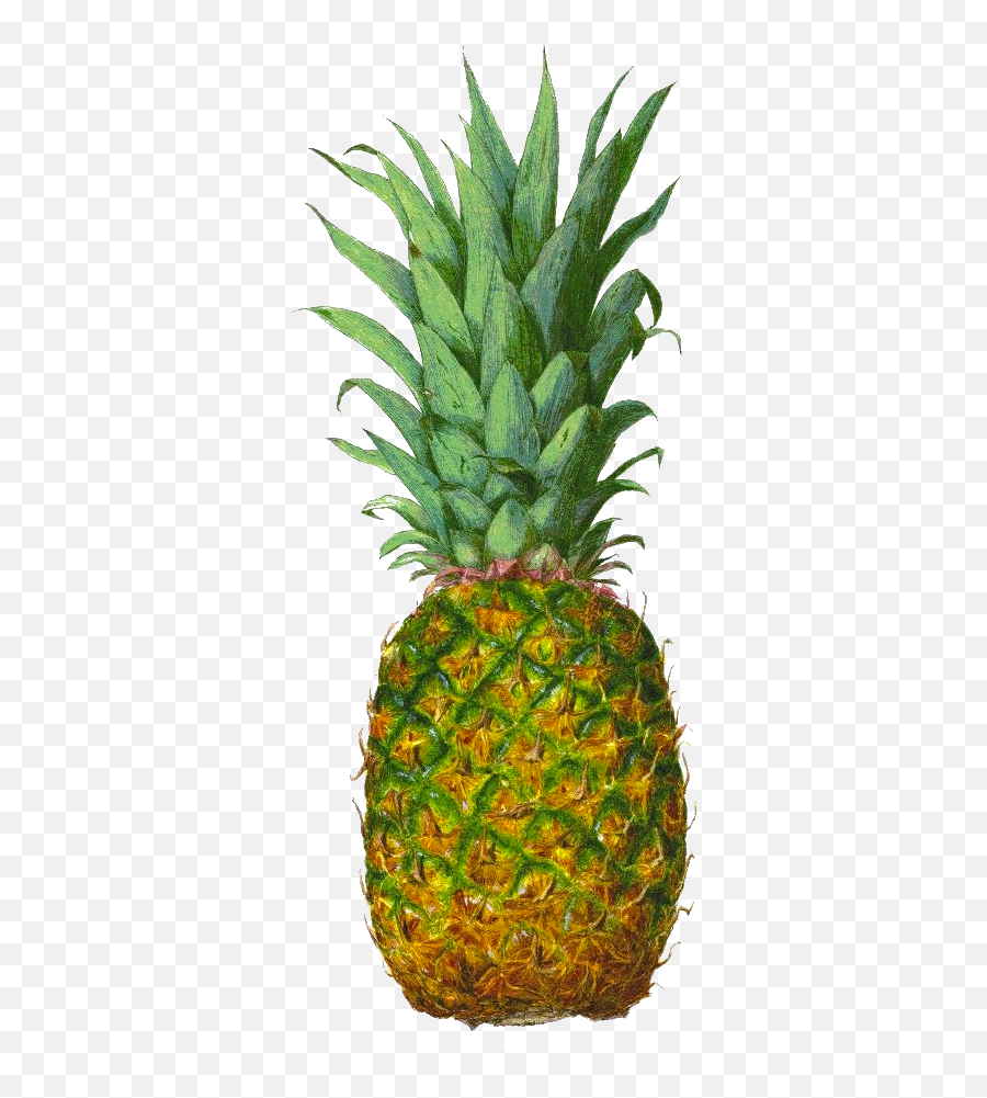 Pineapple Juice Tropical Fruit - Pineapple Png Download Imagens De Abacaxi Png Emoji,Pinapple Emoji