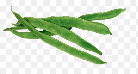 Plant Clipart String Bean Plant String - Runner Beans Png Emoji,Green Bean Emoji
