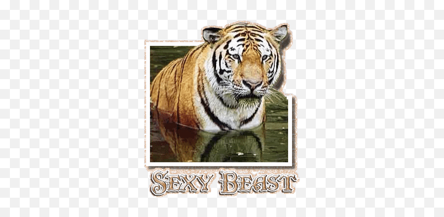 Top Tiger Zinda Hai Trailer Stickers - Bengal Tiger Emoji,Tiger Emoji Android