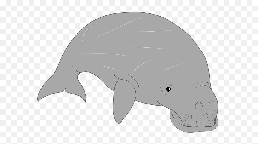 Free Photo Dugong Sea Cow Underwater - Gambar Dugong Hitam Putih Emoji,Do Manatees Have Emotions