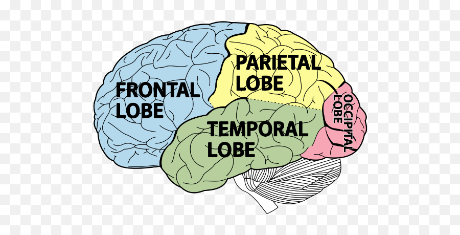 Adhd U0026 The Brain - Lobes Of The Brain Emoji,Brain And Emotions