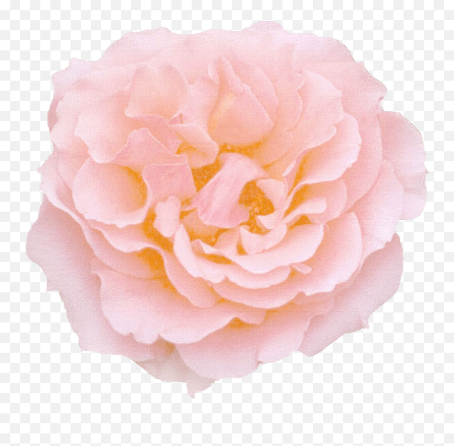 Color Psychology Does Seeing Red Evoke Anger Or Passion In - Garden Roses Emoji,Emotions With The Color Pink