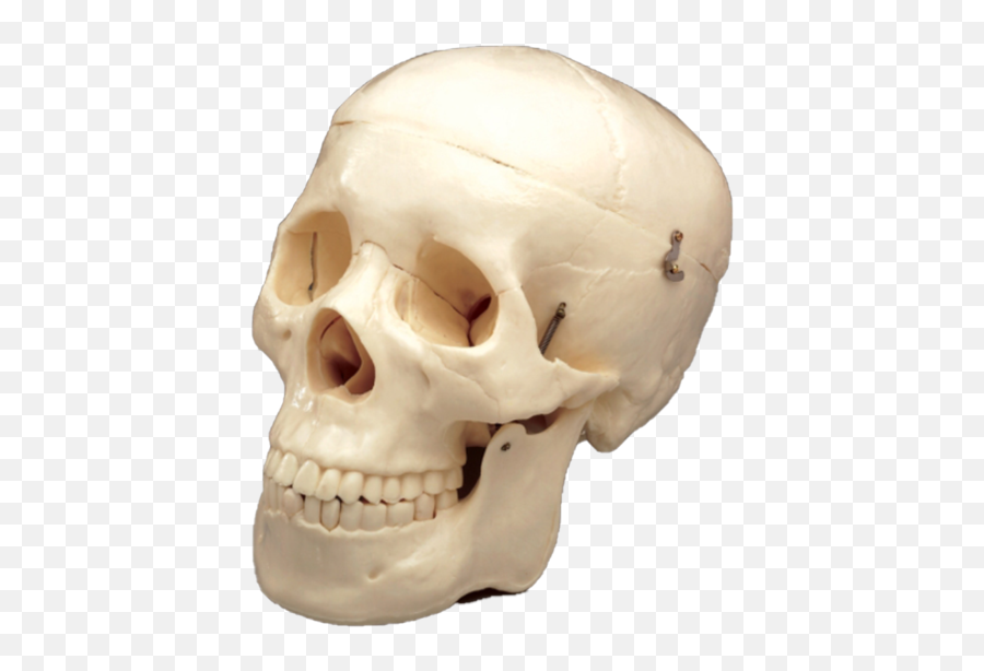 Budget Life Size Skull Medshop New - Skull Teeth Emoji,Skull & Acrossbones Emoticon