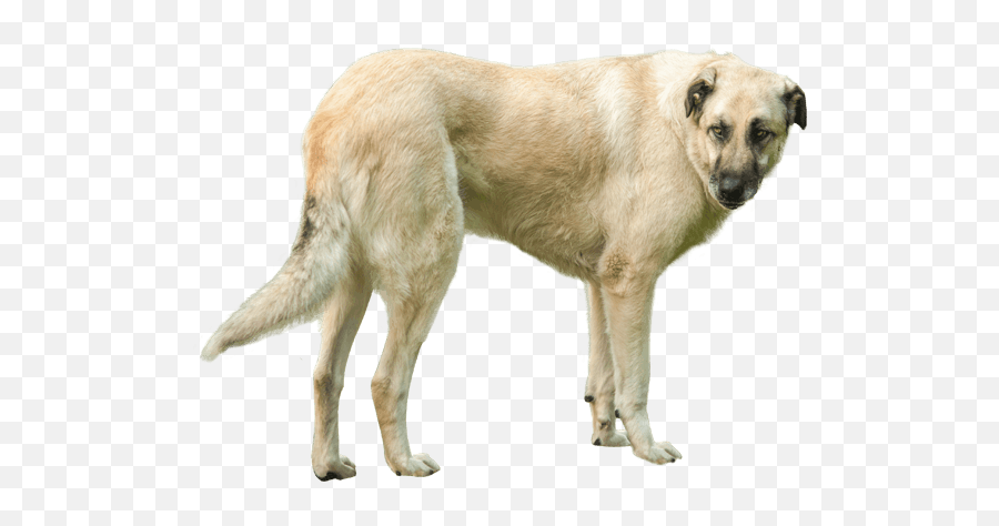 Anatolian Shepherd - Anatolian Shepherd Shedding Emoji,Caucasian Mountain Shepherd Puppy Emoticon