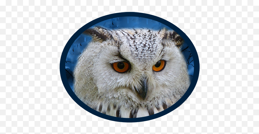 Owl - Stikes Widya Nusantara Palu Emoji,Healing Wand Of Emotions