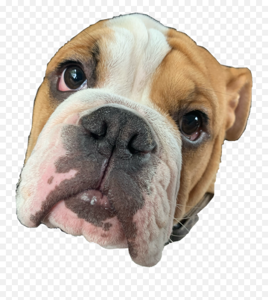 The Most Edited Myown Picsart Emoji,Free English Bulldog Emoticons