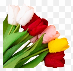 Discover Trending Primavera Stickers Picsart Emoji,What Is The New Tulip Shaped Emoji