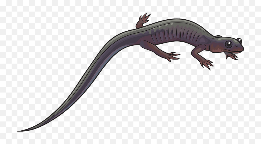 Northern Gray - Salamander Lizard Transparent Emoji,Salamander Emoji