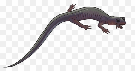 Northern Gray - Salamander Lizard Transparent Emoji,Salamander Emoji