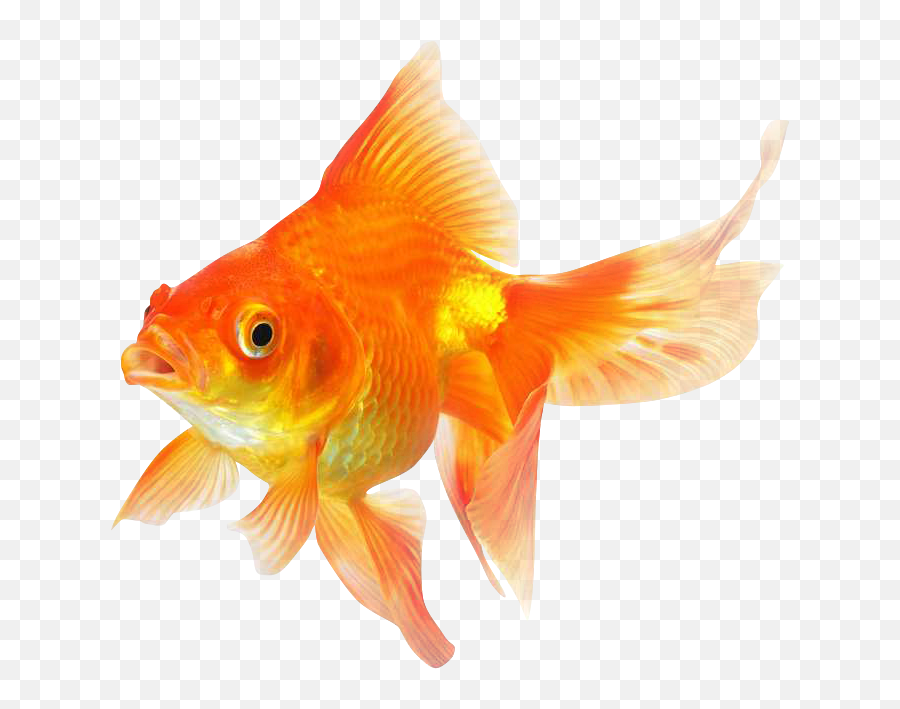 Goldfish Png Transparent Image - Gold Fish Transparent Png Emoji,Gold Fish Emoji