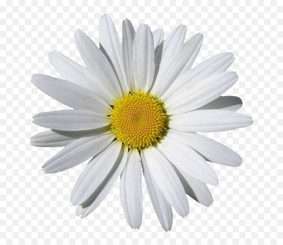 Hypnosis Helps In Healthy Living Hypnosis - Daisy White Background Emoji,Chamoile Emotions