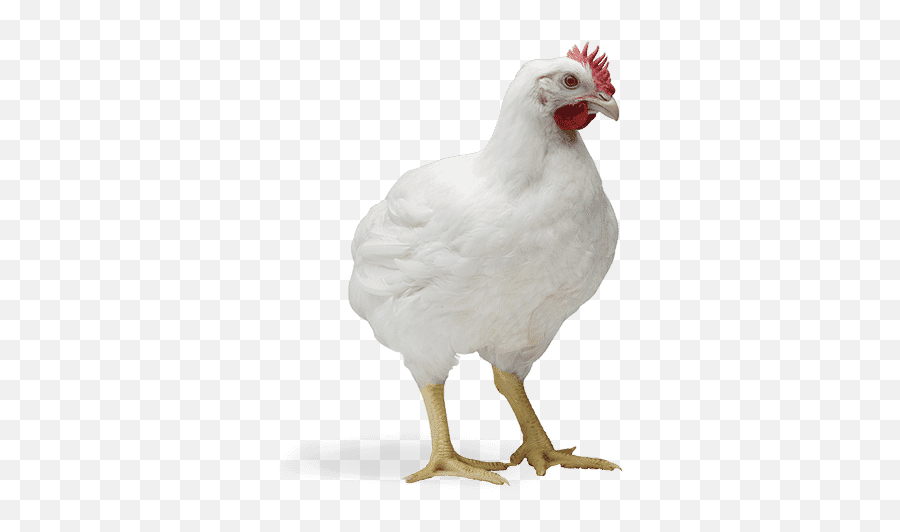 Cobb 500 - Cobb Chicken Emoji,Cornish Cross Chicken Emotions