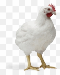Cobb 500 - Cobb Chicken Emoji,Cornish Cross Chicken Emotions