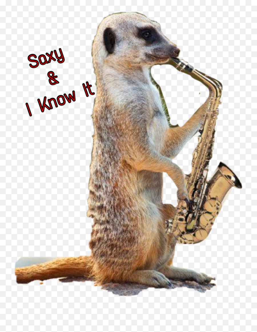 The Most Edited - Meerkat Funny Emoji,Saxophone And Cugarette Emoji