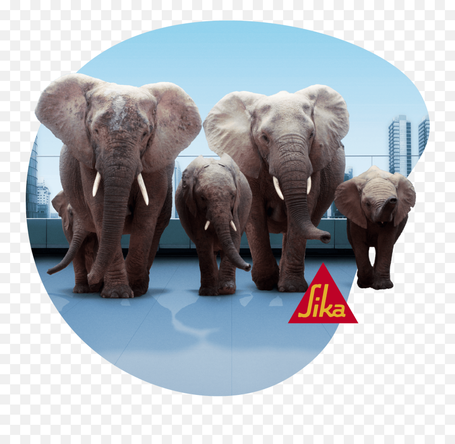 Work - Obm Elephant Emoji,Elephants And Emotion