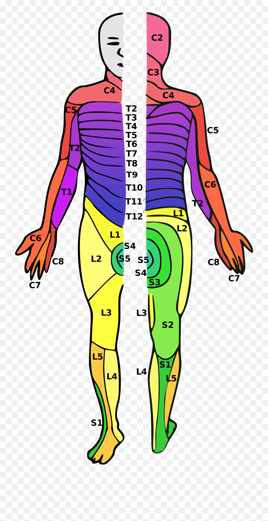 Spinal Cord Injury - T6 Paraplegic Emoji,Andrew Robertson Emotion Dopamine Winning Advertising Presentation