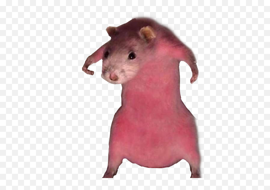 The Most Edited - Aesthetic Rat Emoji,Find The Emoji Ratatouille