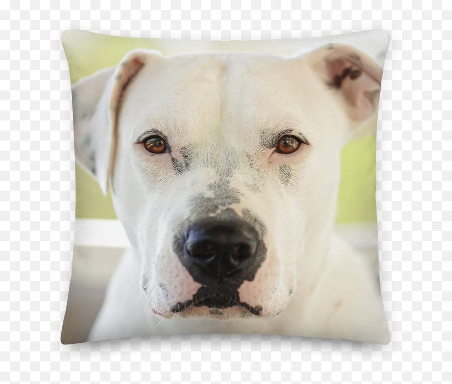 Home U0026 Living U2013 Social Impak - Decorative Emoji,Bull Terrier Emoticons