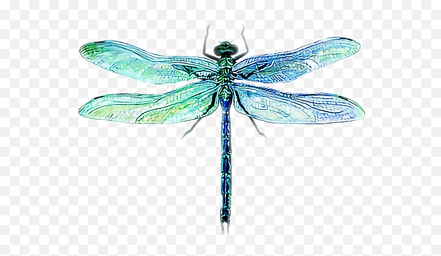 Dragonfly Sticker - Parasitism Emoji,Dragonfly Emoji