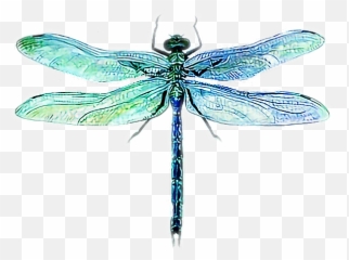 Dragonfly Sticker - Parasitism Emoji,Dragonfly Emoji
