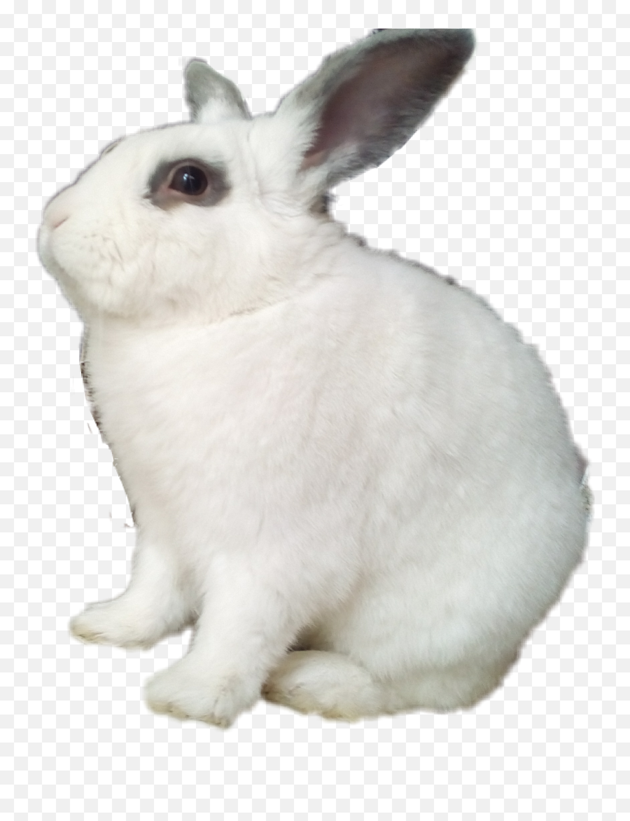 Rabbit Sticker - Domestic Rabbit Emoji,Snowshoe Emoji