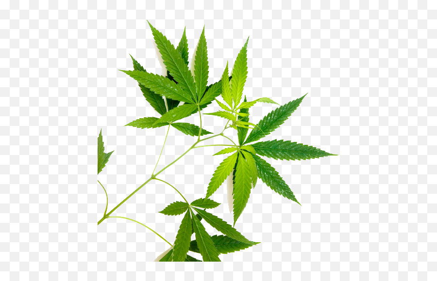 Home - Greenbridge Language Emoji,Cannabis Leaf Emoji
