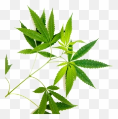 Home - Greenbridge Language Emoji,Cannabis Leaf Emoji