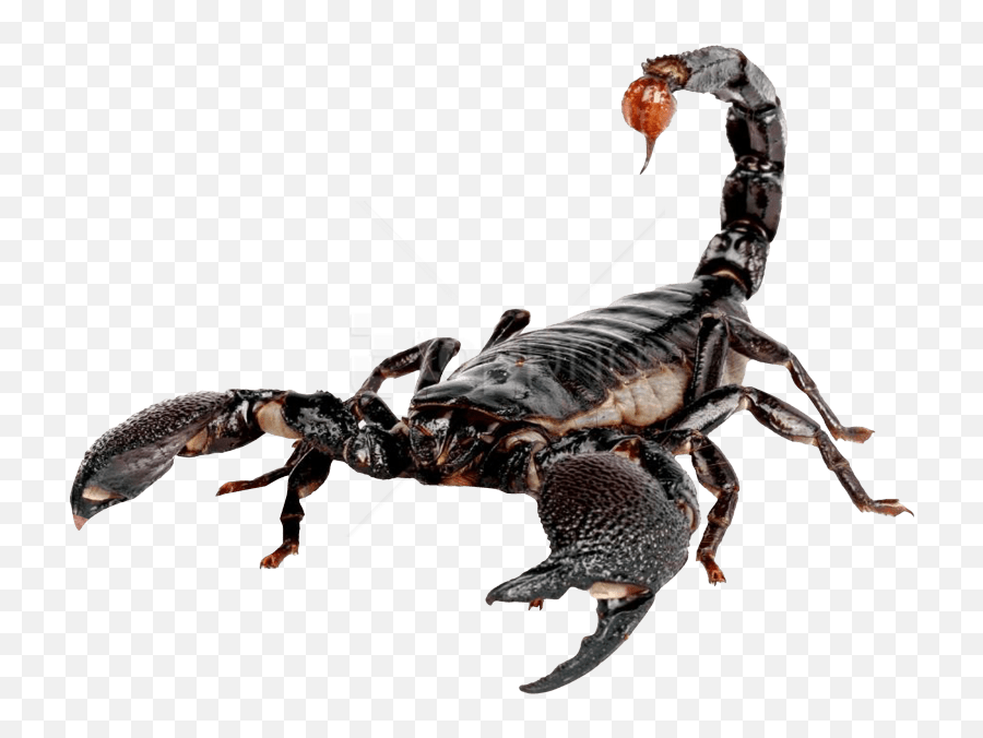 Transparent Scorpion Png Clipart - Scorpion Transparent Emoji,Scorpion Emoji