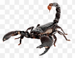 Transparent Scorpion Png Clipart - Scorpion Transparent Emoji,Scorpion Emoji
