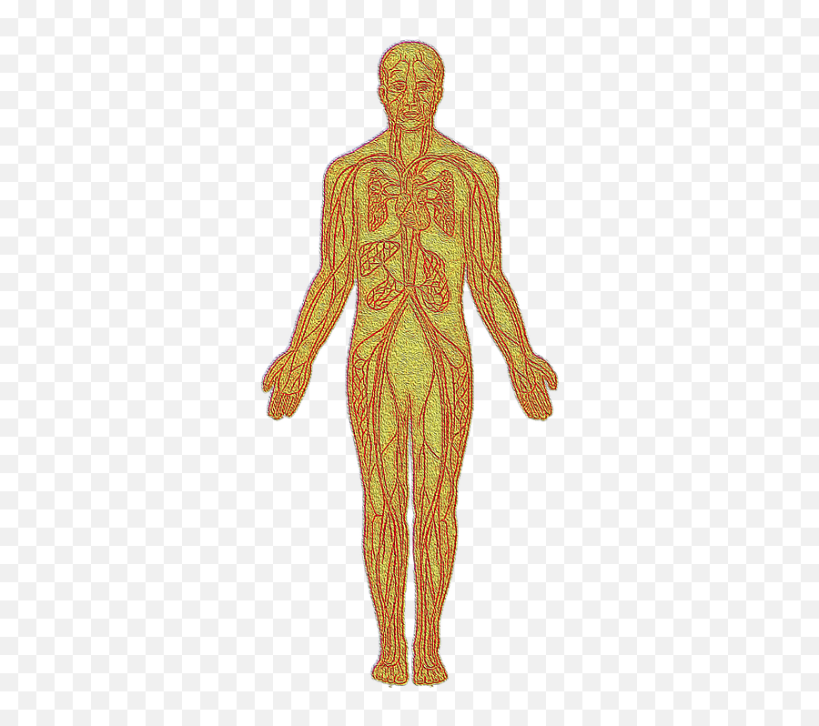 Anatomy Heart Circulatory System - Free Image On Pixabay Standing Emoji,Anatomy Of An Emotion