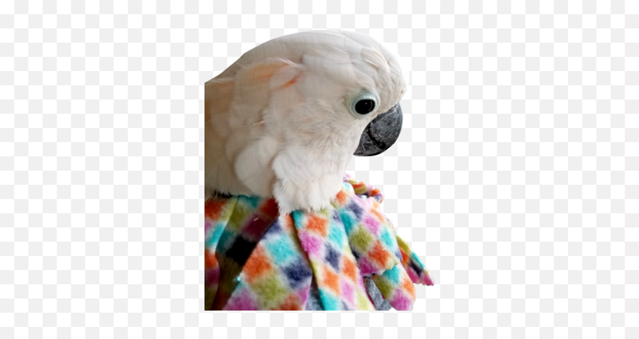 Help For Feather Plucking In Birds Birdsuppliescom - Parrots Emoji,Little Clay Emotion Birds