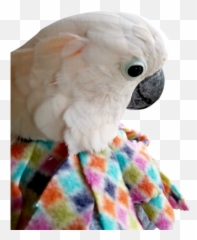 Help For Feather Plucking In Birds Birdsuppliescom - Parrots Emoji,Little Clay Emotion Birds
