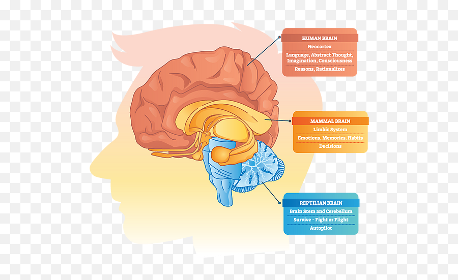 Emdr Mysite - Plazí Mozek Emoji,Brain And Emotions