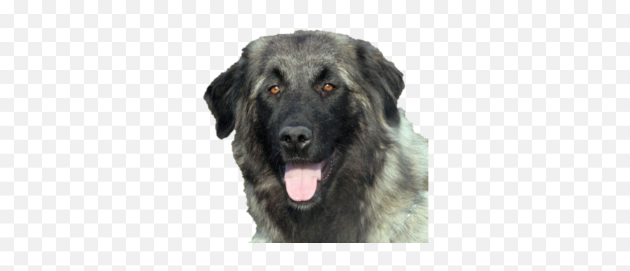 Portugal - Pyrenees Serra Da Estrela Bernese Mountain Dog Leonberger Emoji,Caucasian Mountain Shepherd Puppy Emoticon