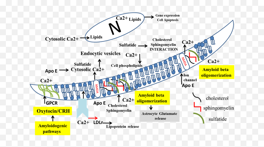 Links Between Insulin Resistance - Vertical Emoji,Emotion Regulation Tasks Gandy Et Al 2014