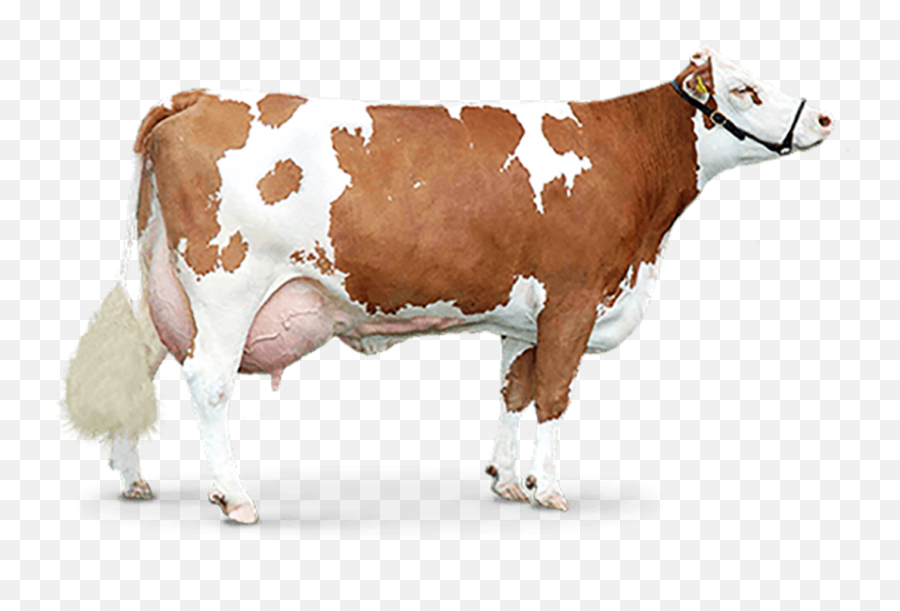 Cow Png Images Download Full Hd - Yourpngcom Cow Hd Png Emoji,Cow Emojis Png