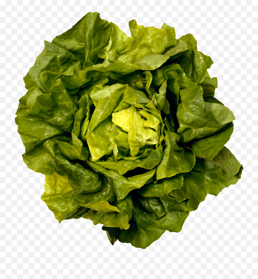 Lettuce Clipart Green Foods Lettuce - Eat Your Colors Evans Lynette Emoji,Lettuce Emoji