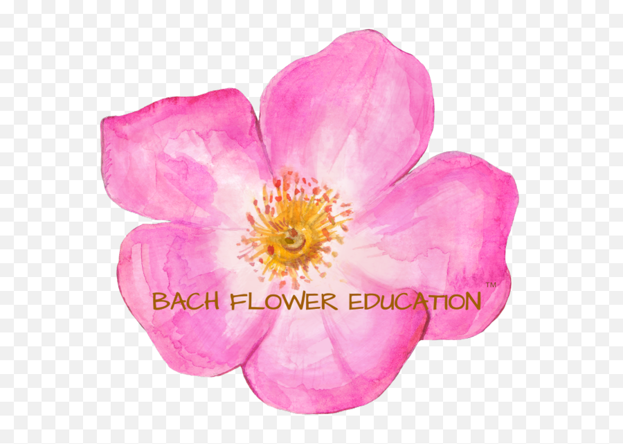 Bach Flower Remedies Level 1 Liveweb Emoji,Emotion Flower Clipart