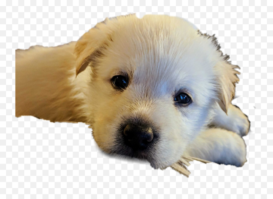 Sad Puppy Sticker - Vulnerable Native Breeds Emoji,Sad Puppy Emoji
