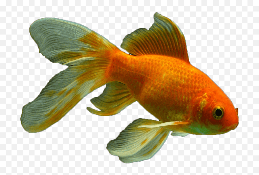 Download Veiltail Fish Png Transparent - Transparent Transparent Background Fish Emoji,Gold Fish Emoji