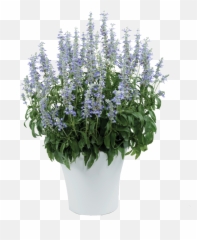 Sky Blue - Sallyfun Salvia Emoji,Blue Emotion Rose