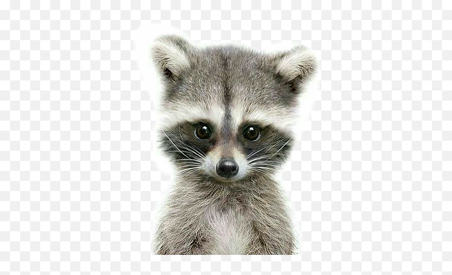 Racoon Sticker - Baby Racoon Transparent Background Emoji,Racoon Emoji