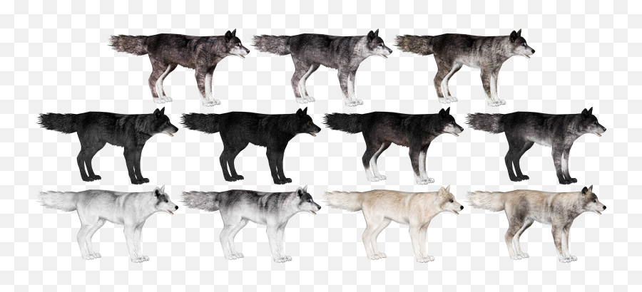 Eastern Timber Wolf - Eastern Timber Wolf Zoo Tycoon 2 Emoji,Eastern Timberwolf Emotions