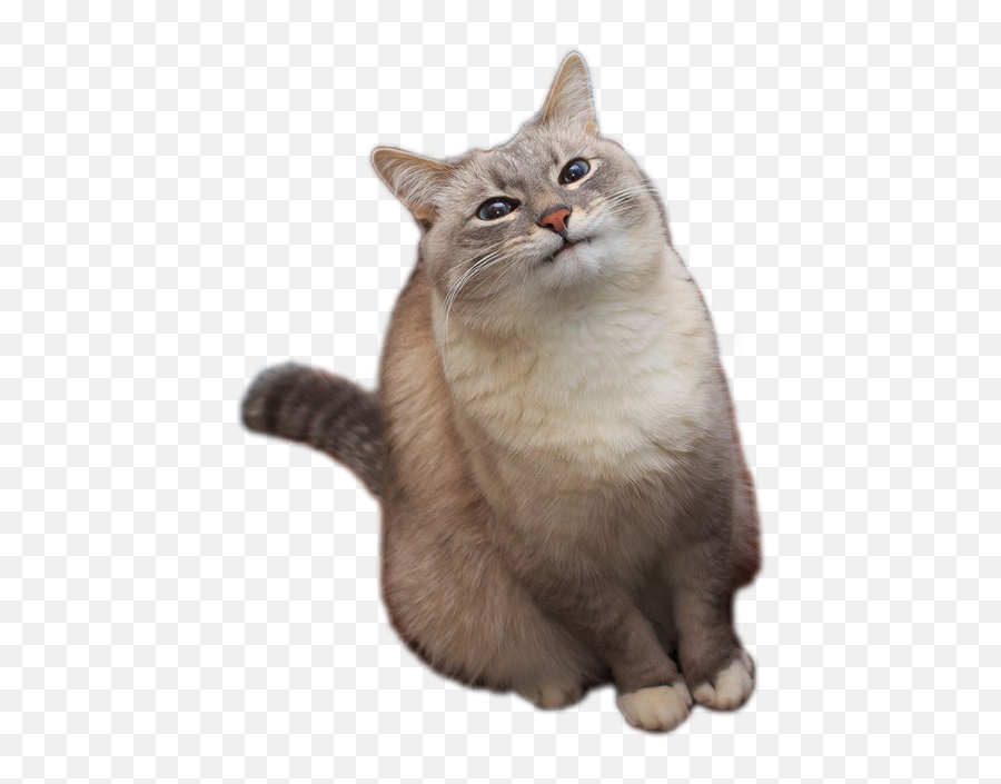 Who Is This Russian Pancake Cat - Catz T Shirt Roblox Transparent Emoji,Cat Blins Emotion