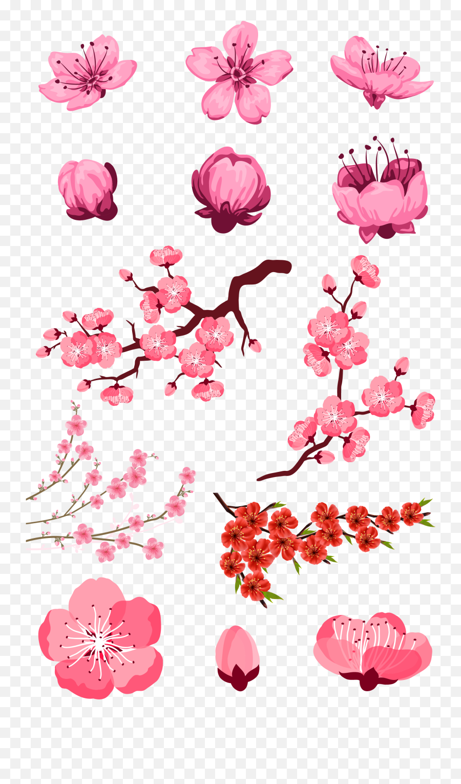 Collection Of Peach Blossom Png Images - Sakura Flower Illustration Emoji,How To Draw A Peach Emoji