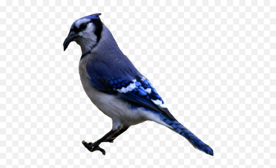 Download Blue Jay Png Graphic Free - Blue J Bird Png Emoji,Blue Jays Emoji