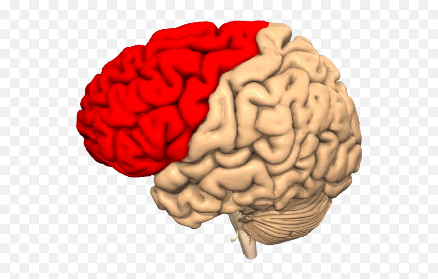 Concussion Treatment - Brain Emoji,Frontal Lobe Emotion