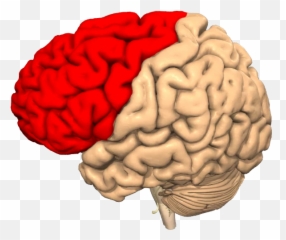 Concussion Treatment - Brain Emoji,Frontal Lobe Emotion